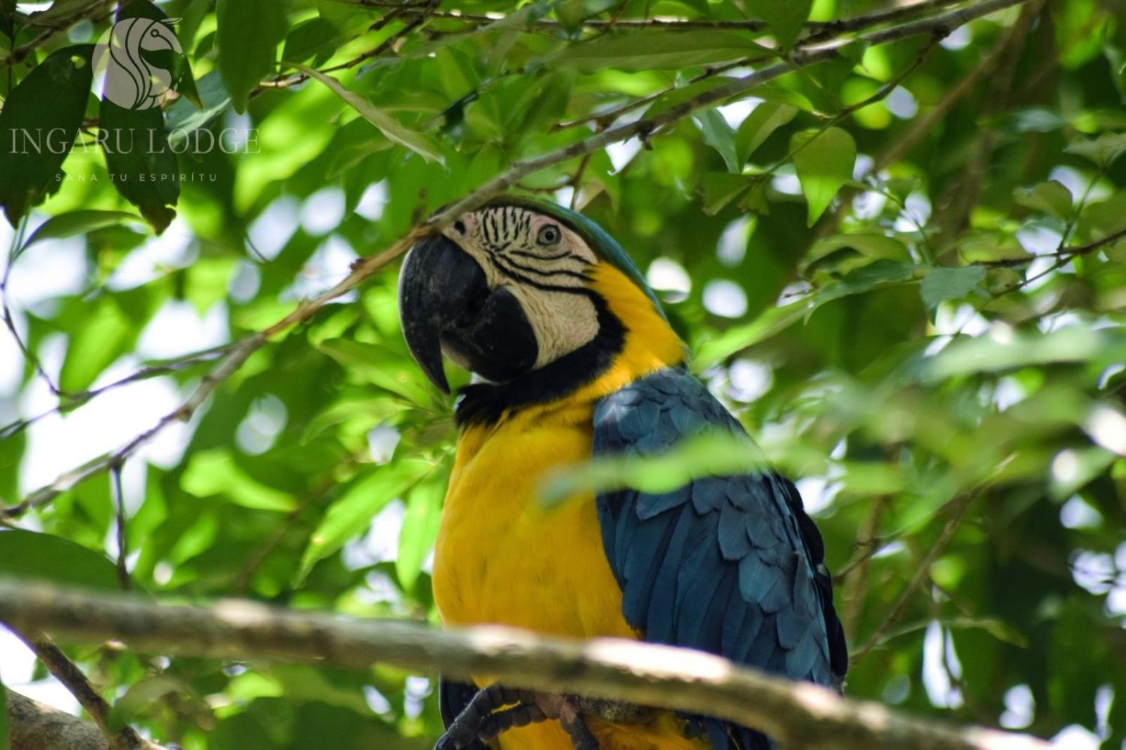 Ingaru Amazon Lodge