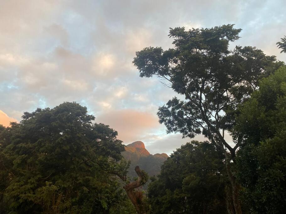 Canto das Árvores