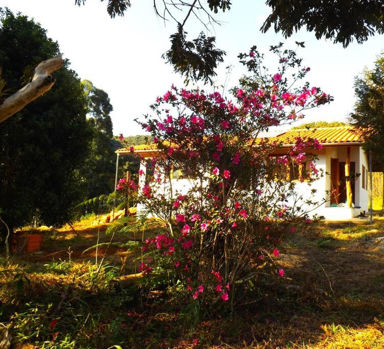 Canto das Árvores