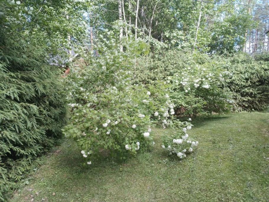 Cottage Petra in Koli