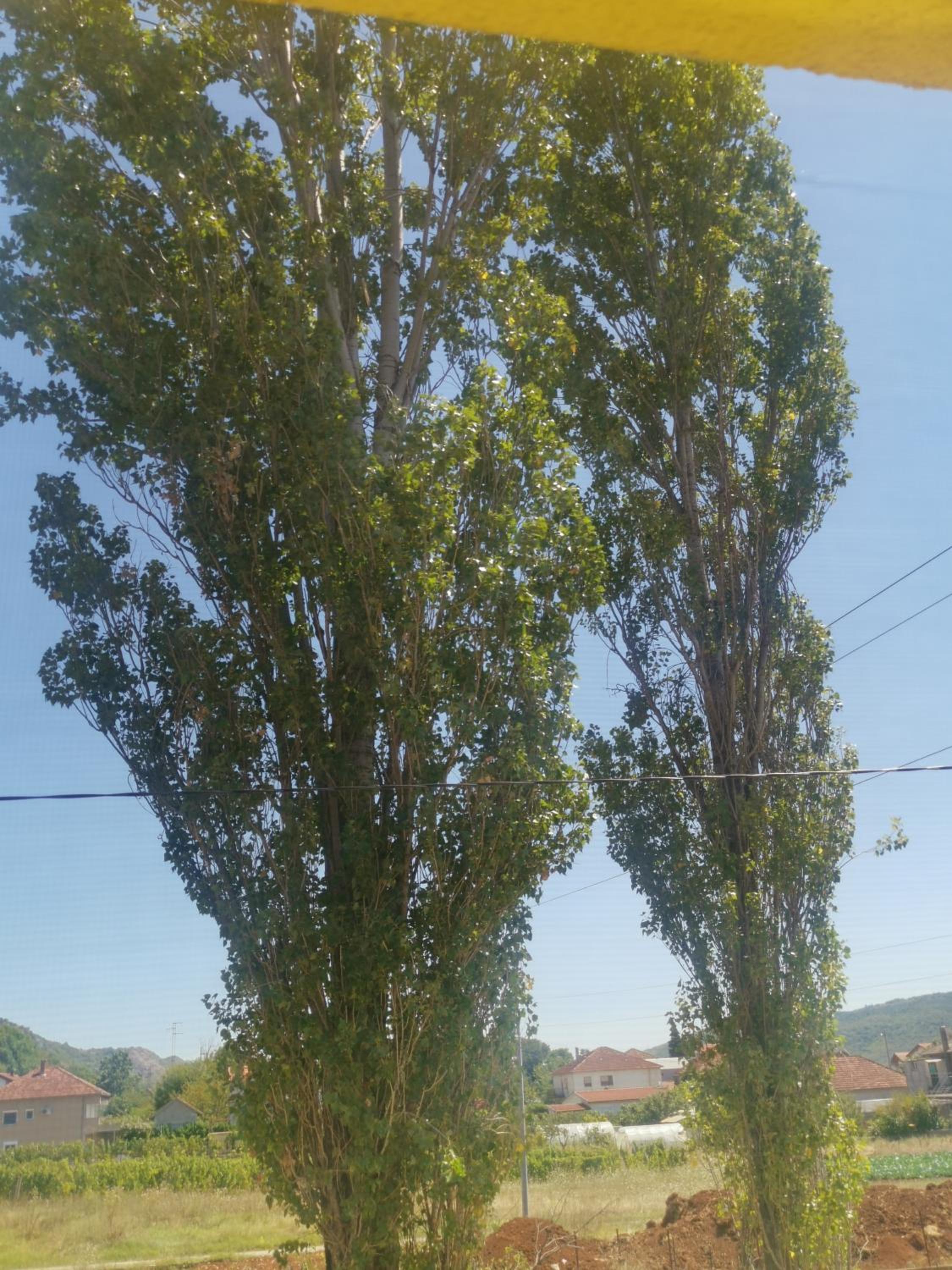 Žuta kuća