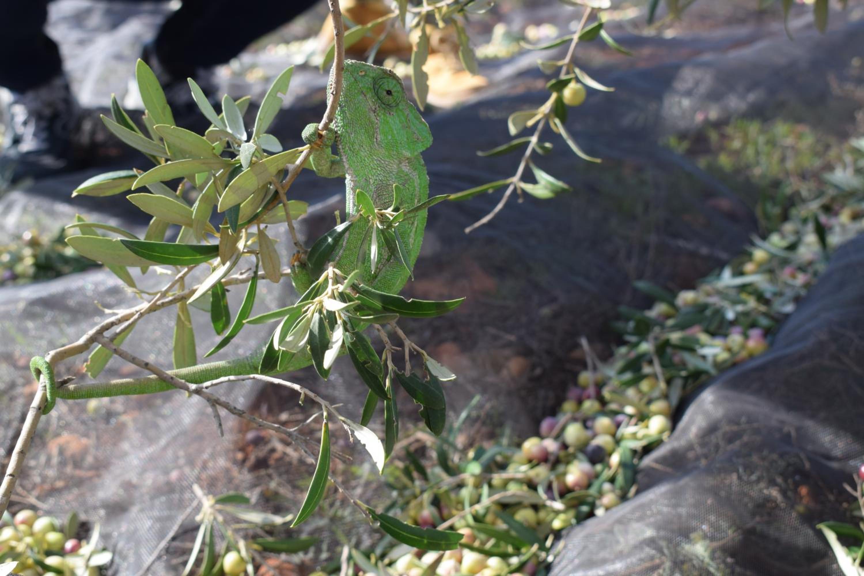 Cortijo La Molina de Cabo de Gata - Property Image 28