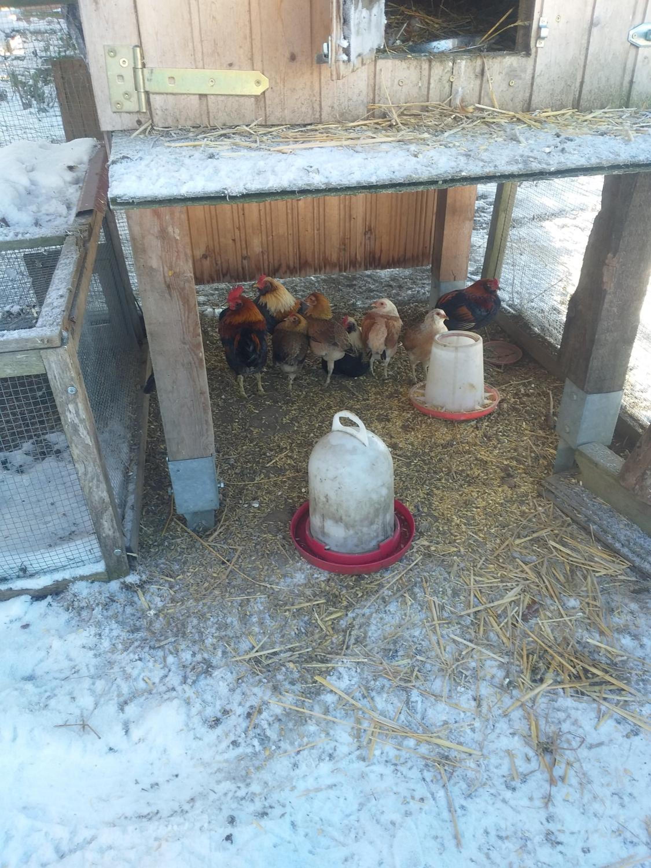 Ferienwohnung Sonnenschein mit kleinem Bauernhof