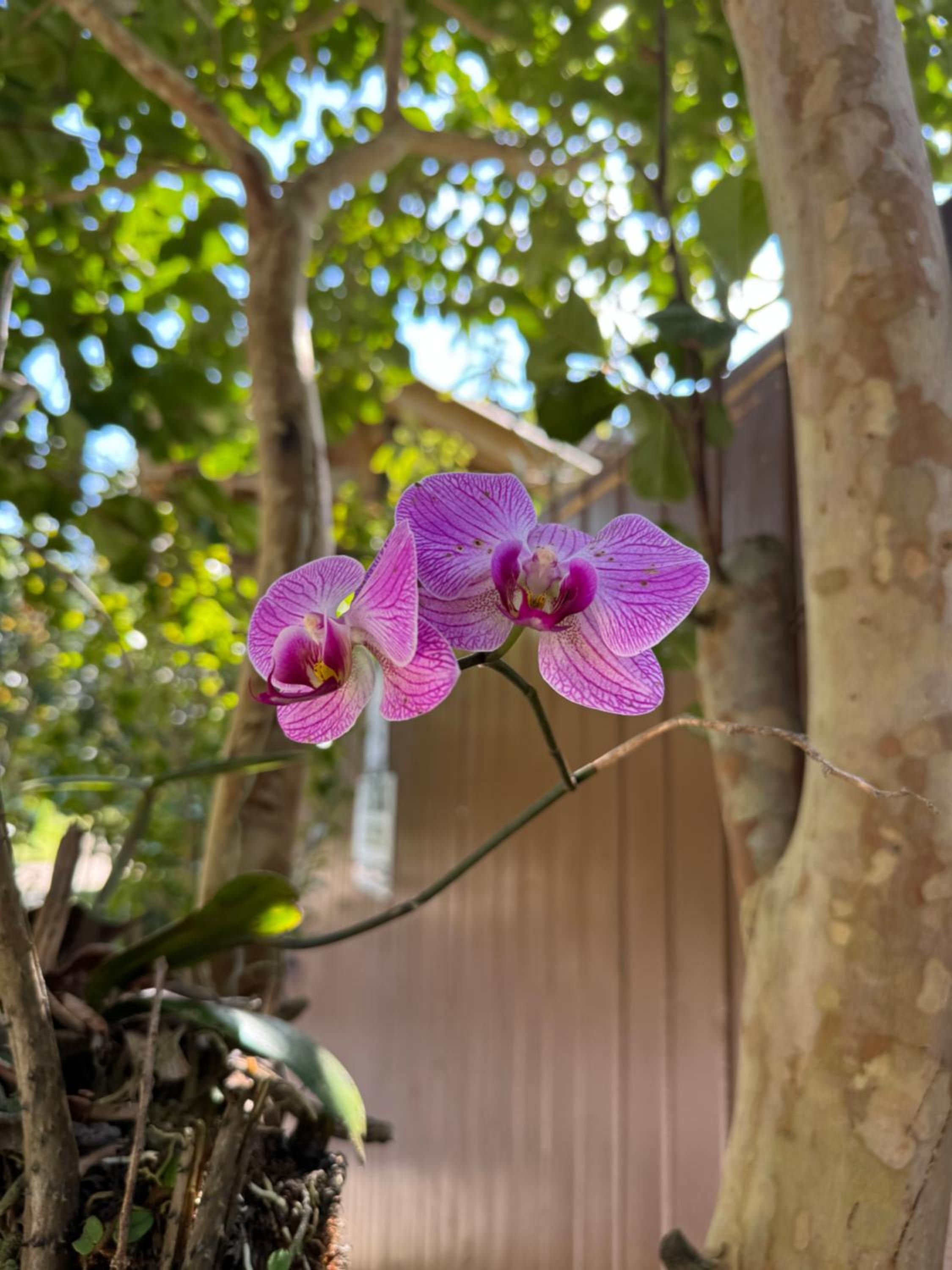 Morada das Orquídeas