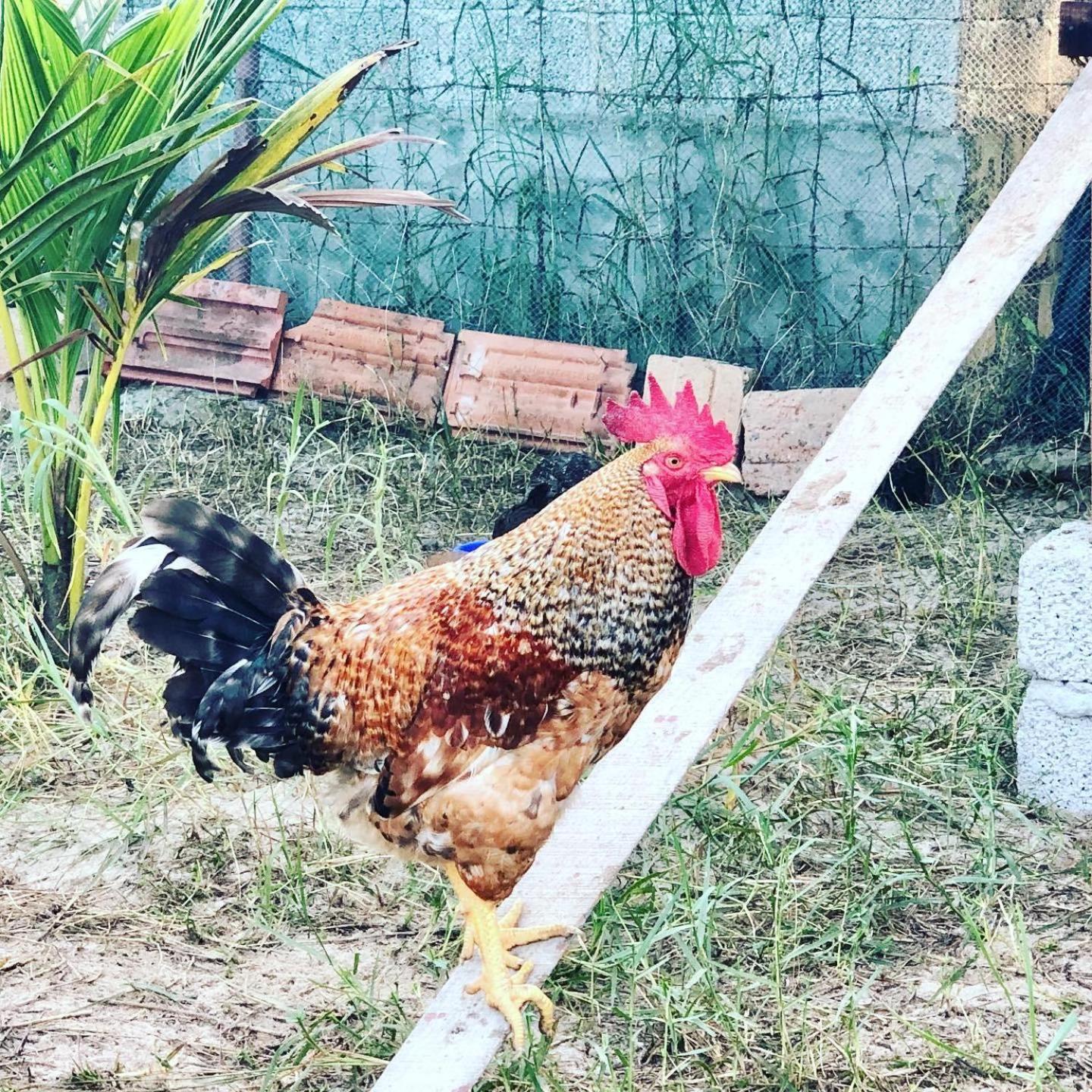 Pambaram Farms