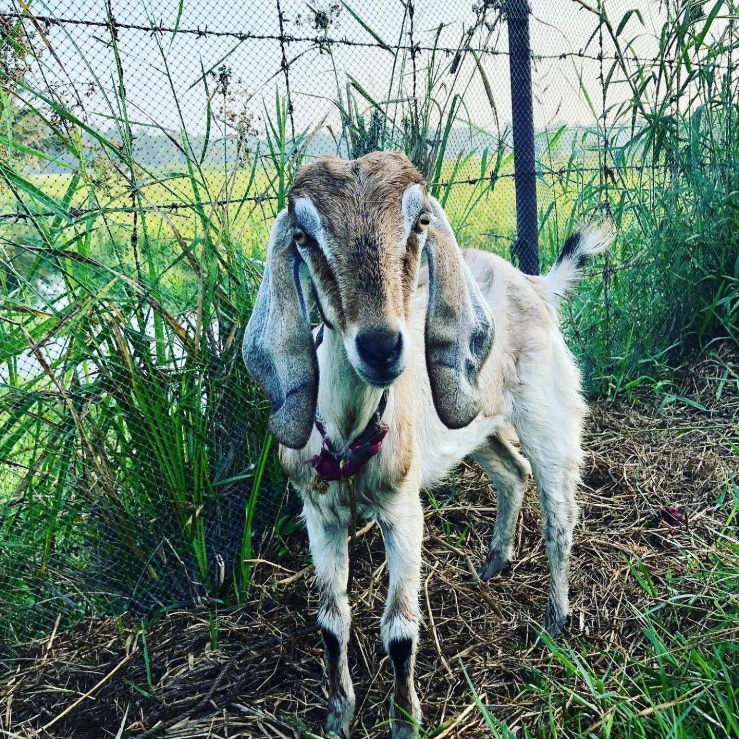 Pambaram Farms