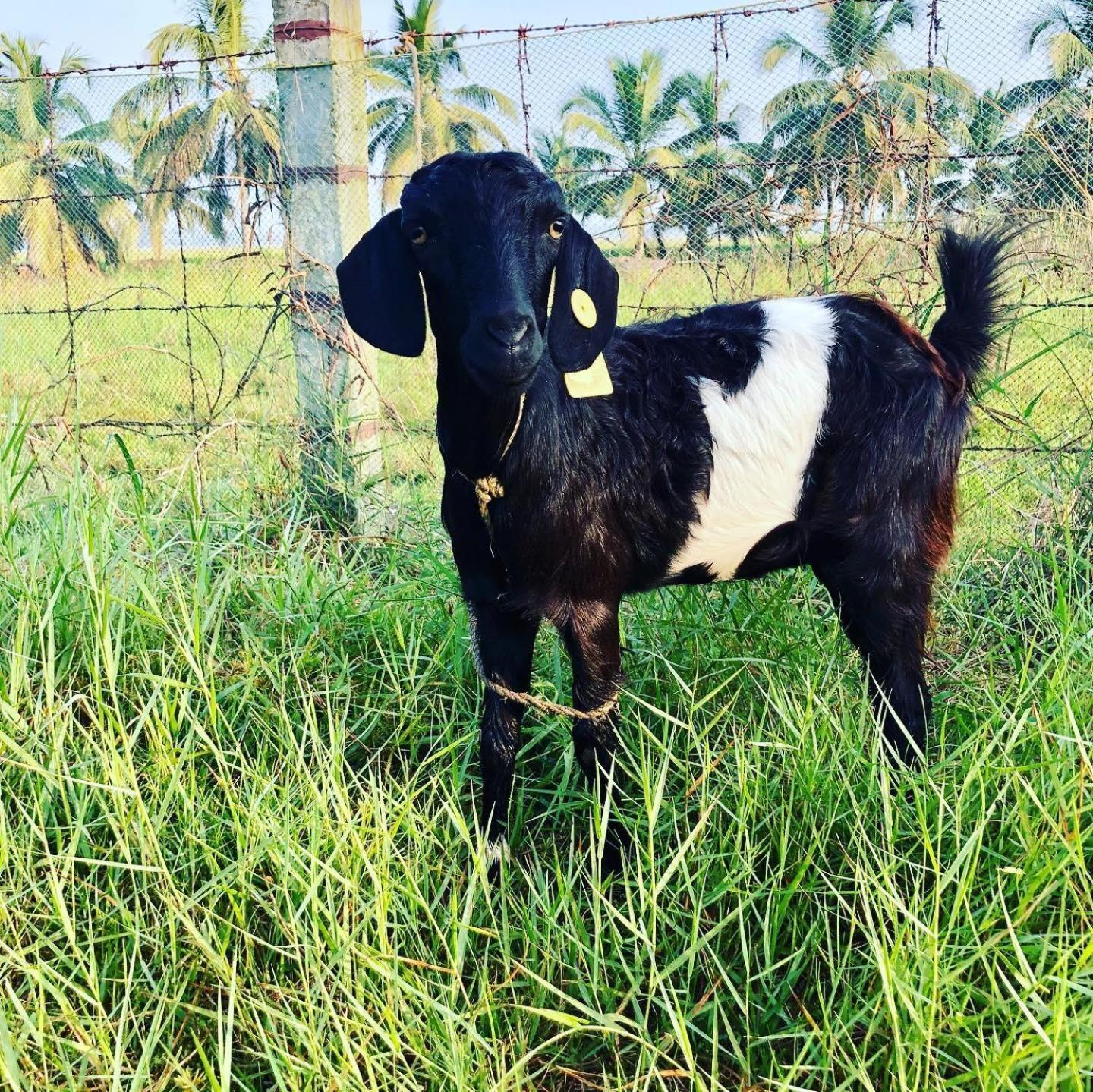 Pambaram Farms