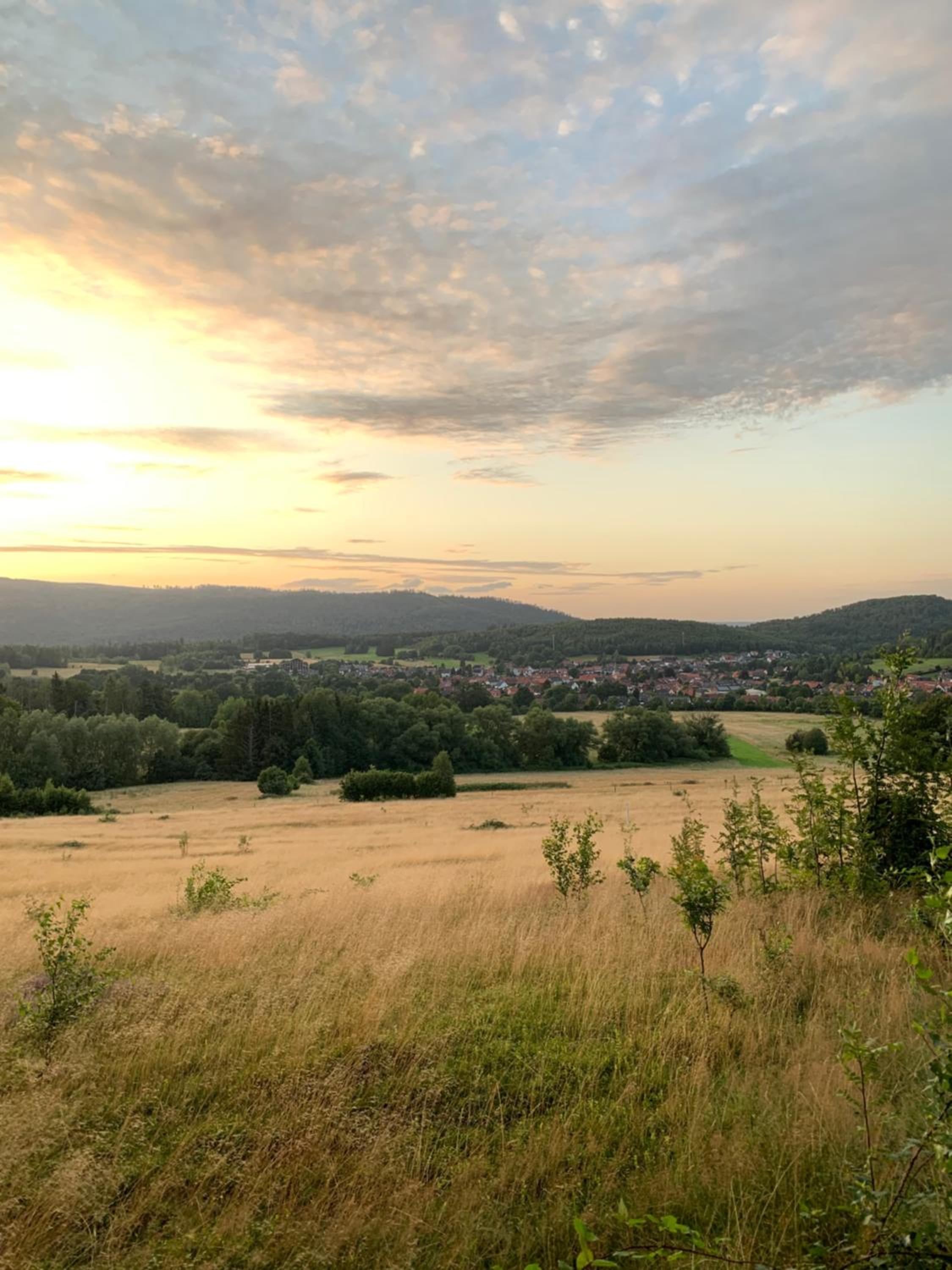 Wolfs-Blick