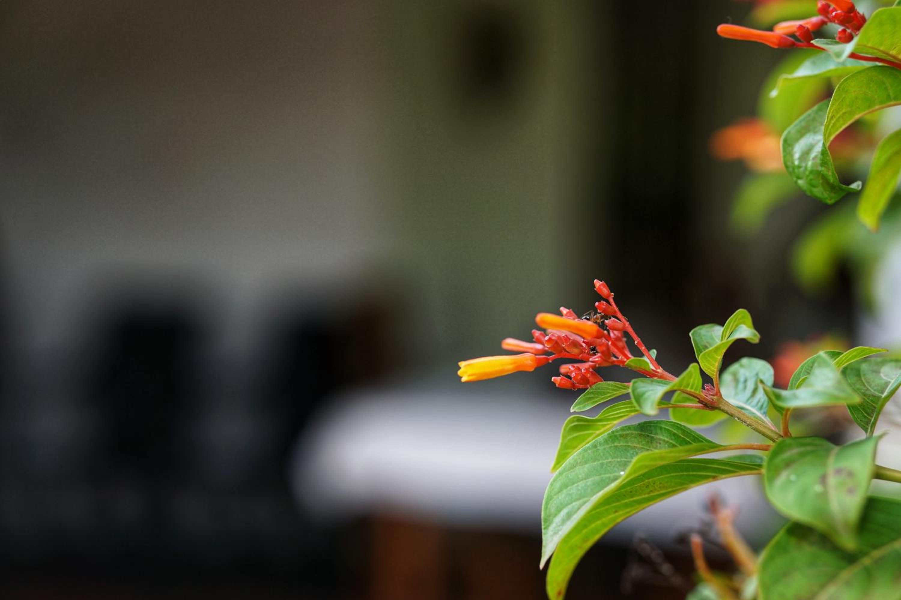 Sashini Homestay