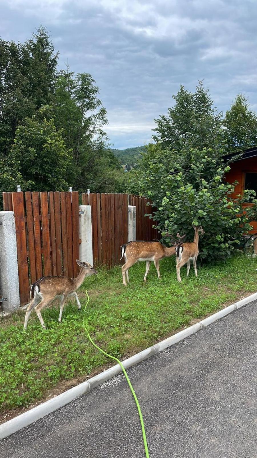 Chalet Licina - Bjelašnica