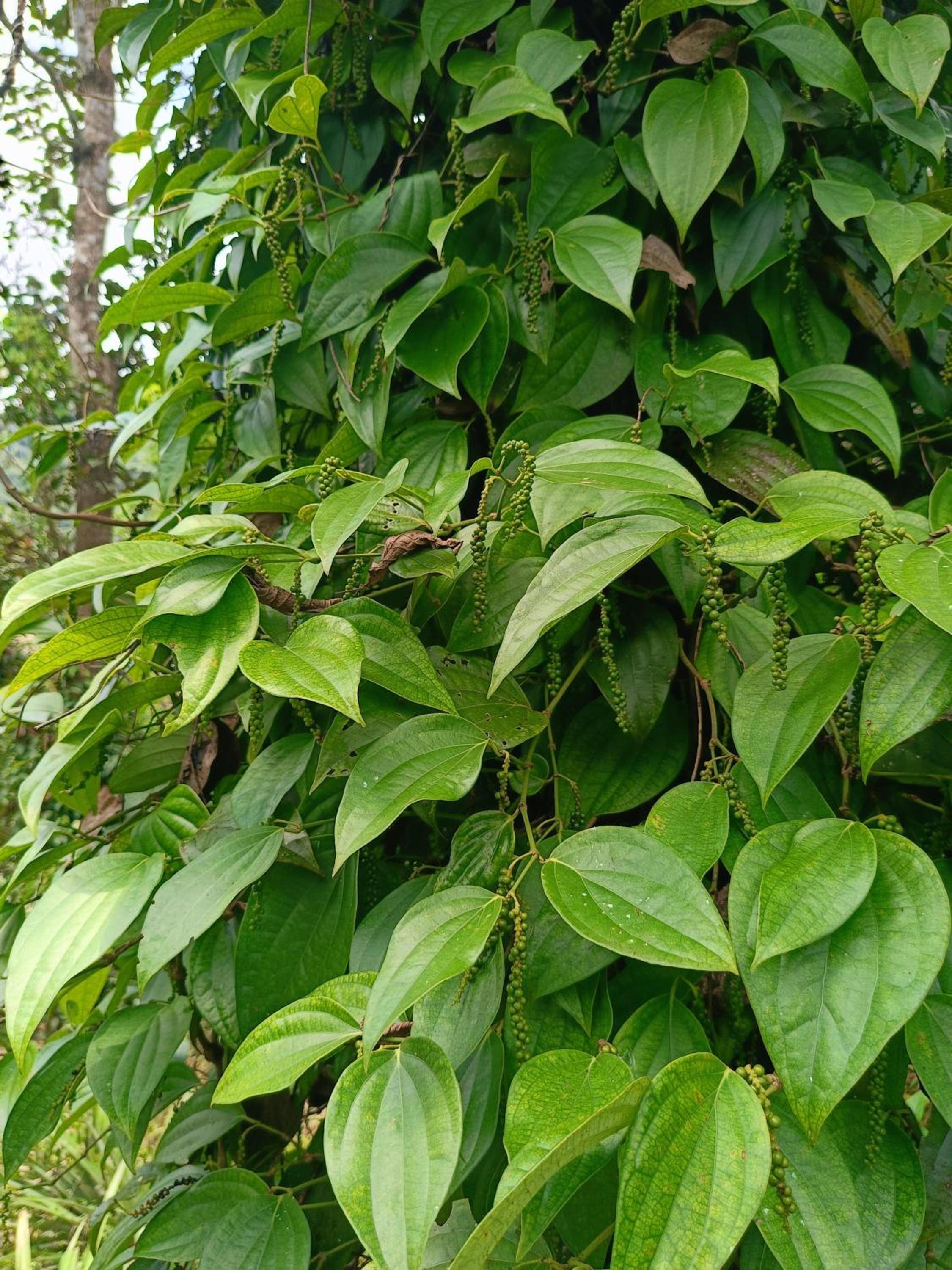Kattakayam Heaven