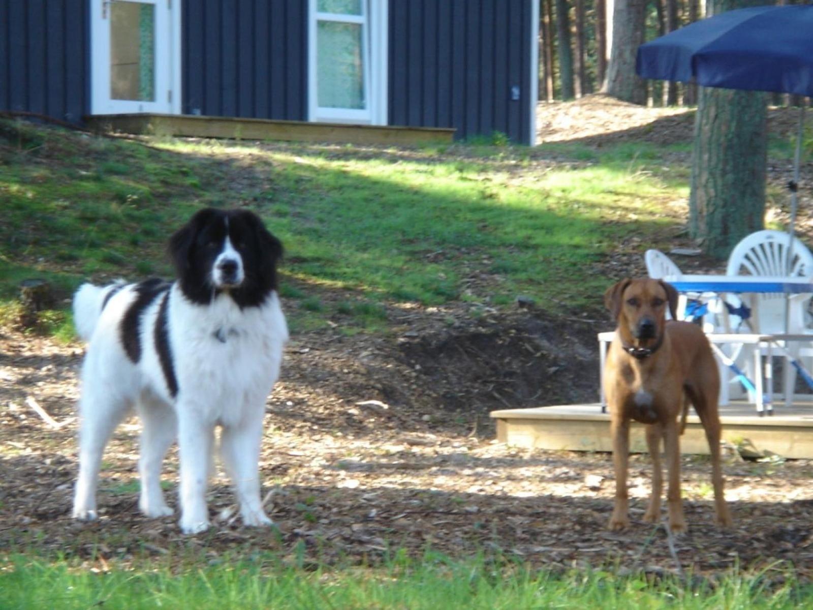 Haus Landseer - Baabe