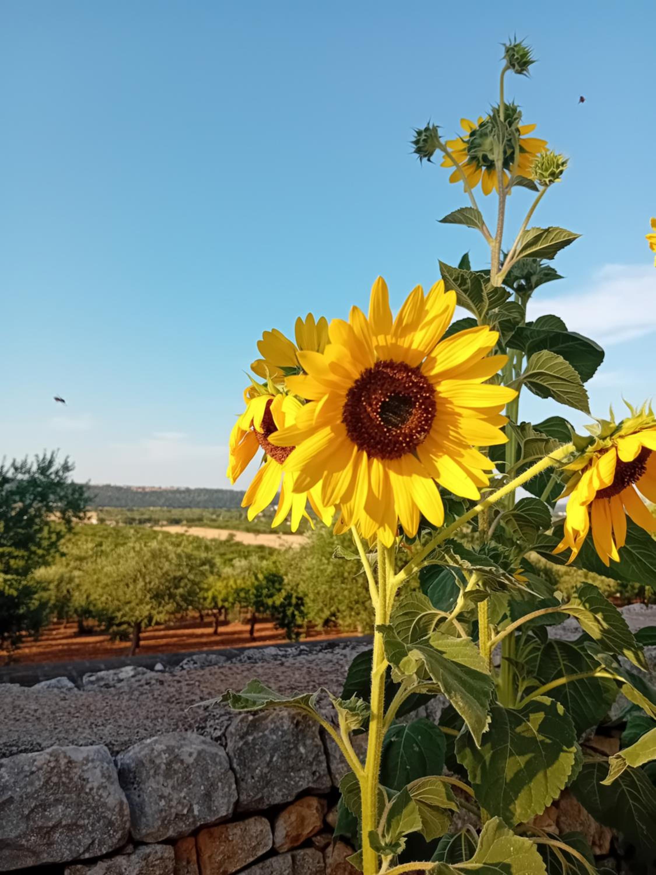 b&b Olio su Pietra view 4