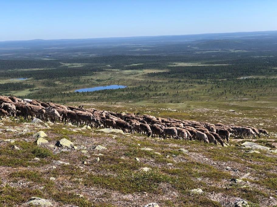 Viihtyisä mökki riekkojen mailla Hetassa