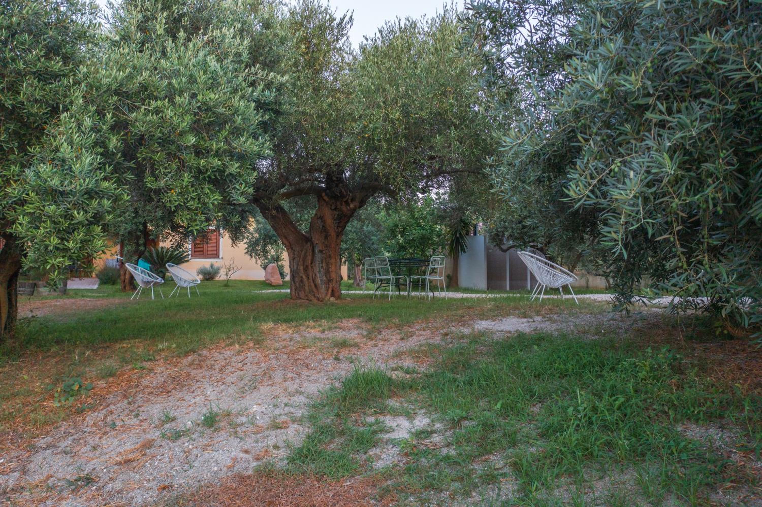 Armandiola