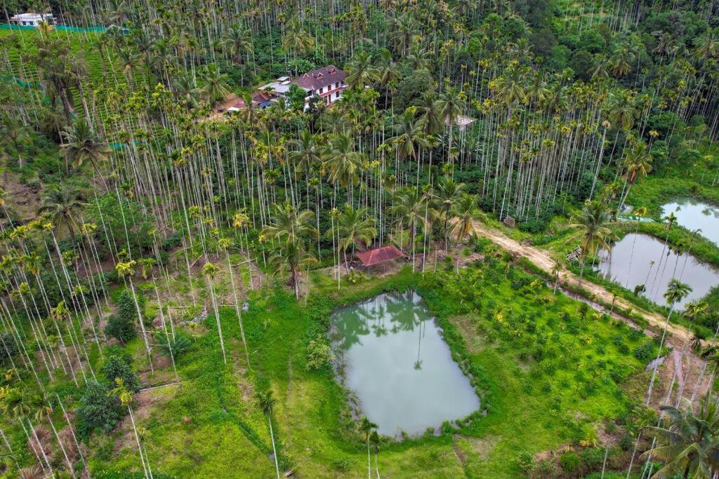 Wayanad Palm Grove Retreat 1st Floor view 2