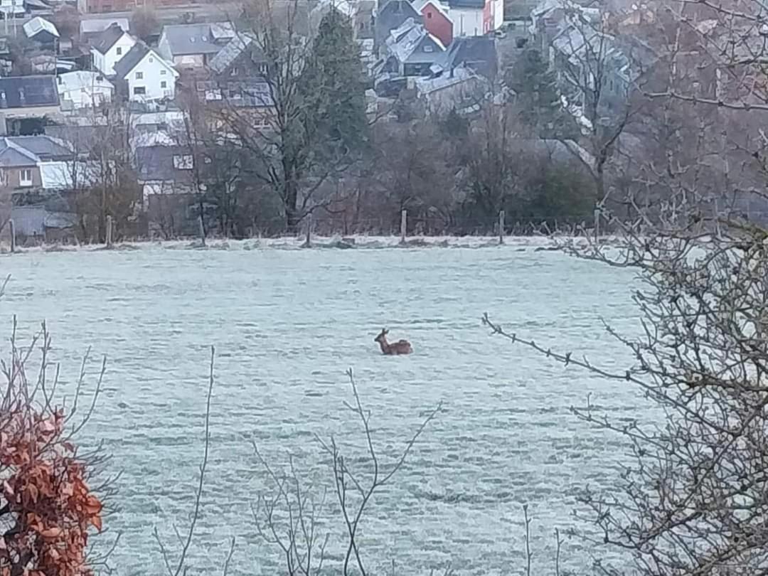 Ma campagne vue sur Malmedy