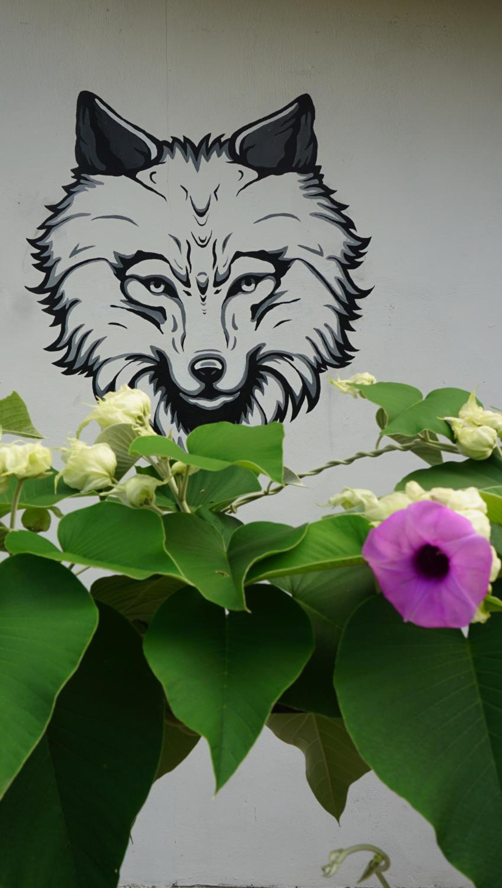 House of Wolves Hostel photo 2