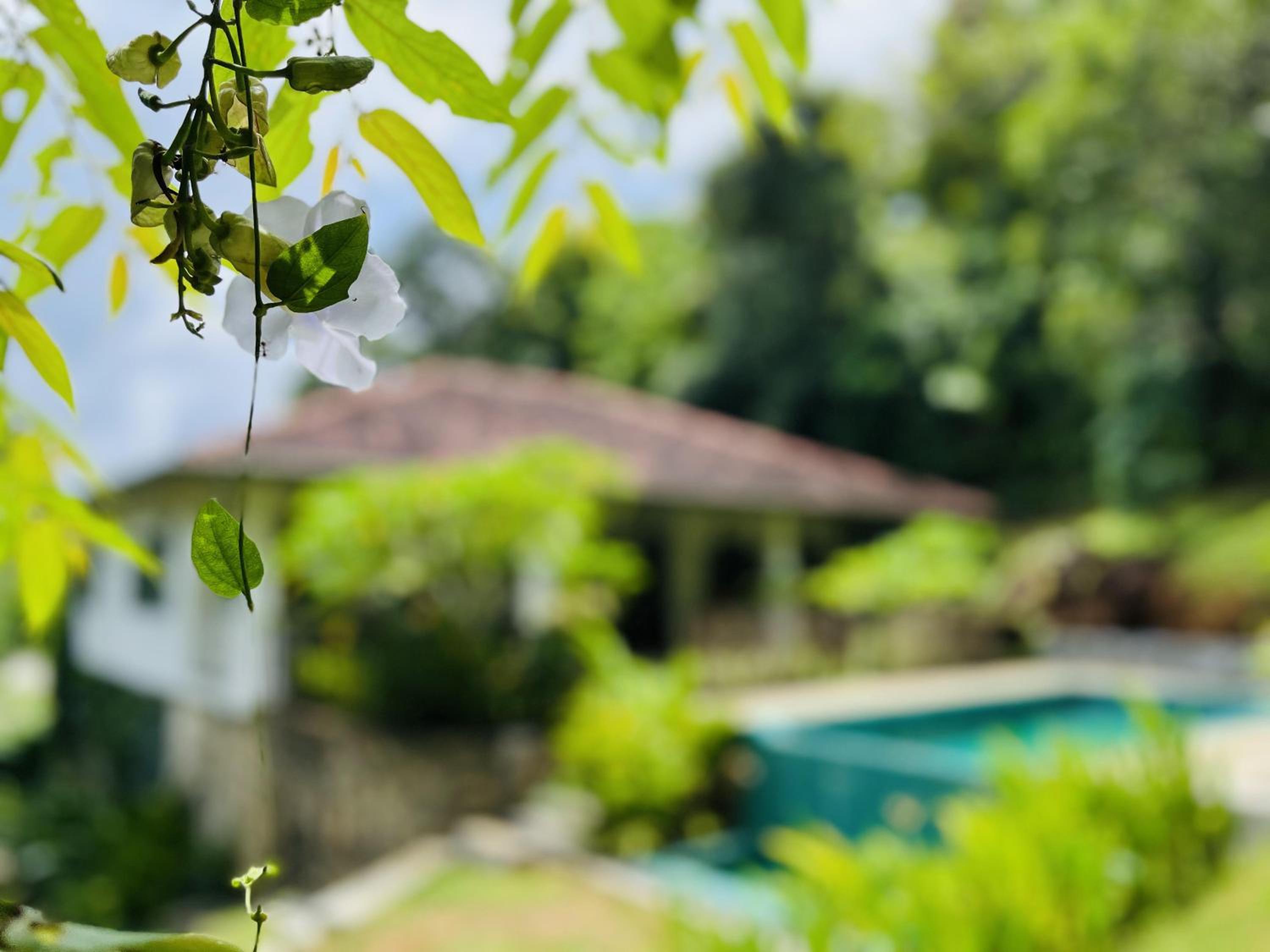Villa Kandupamula three bedroom & swimming pool
