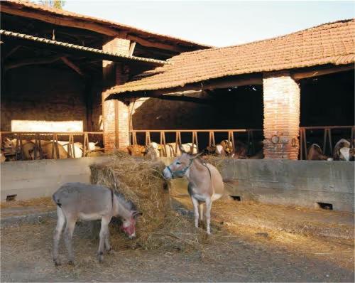 Fattoria Agriturismo Bigongiari