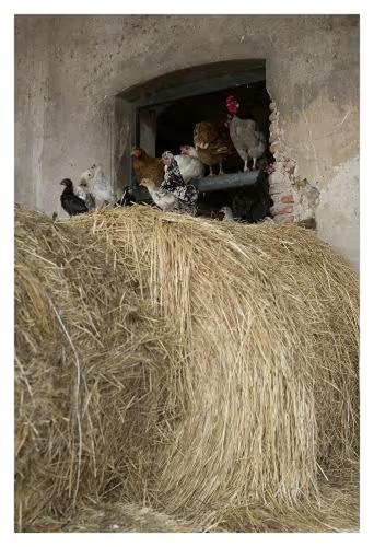 Fattoria Agriturismo Bigongiari
