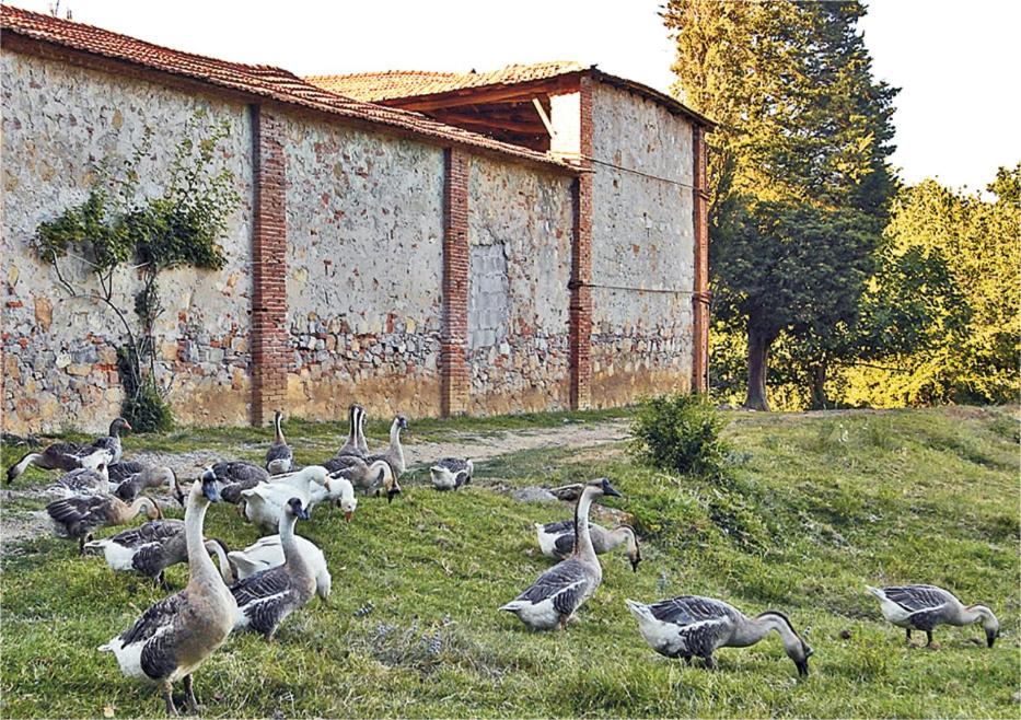 Fattoria Agriturismo Bigongiari