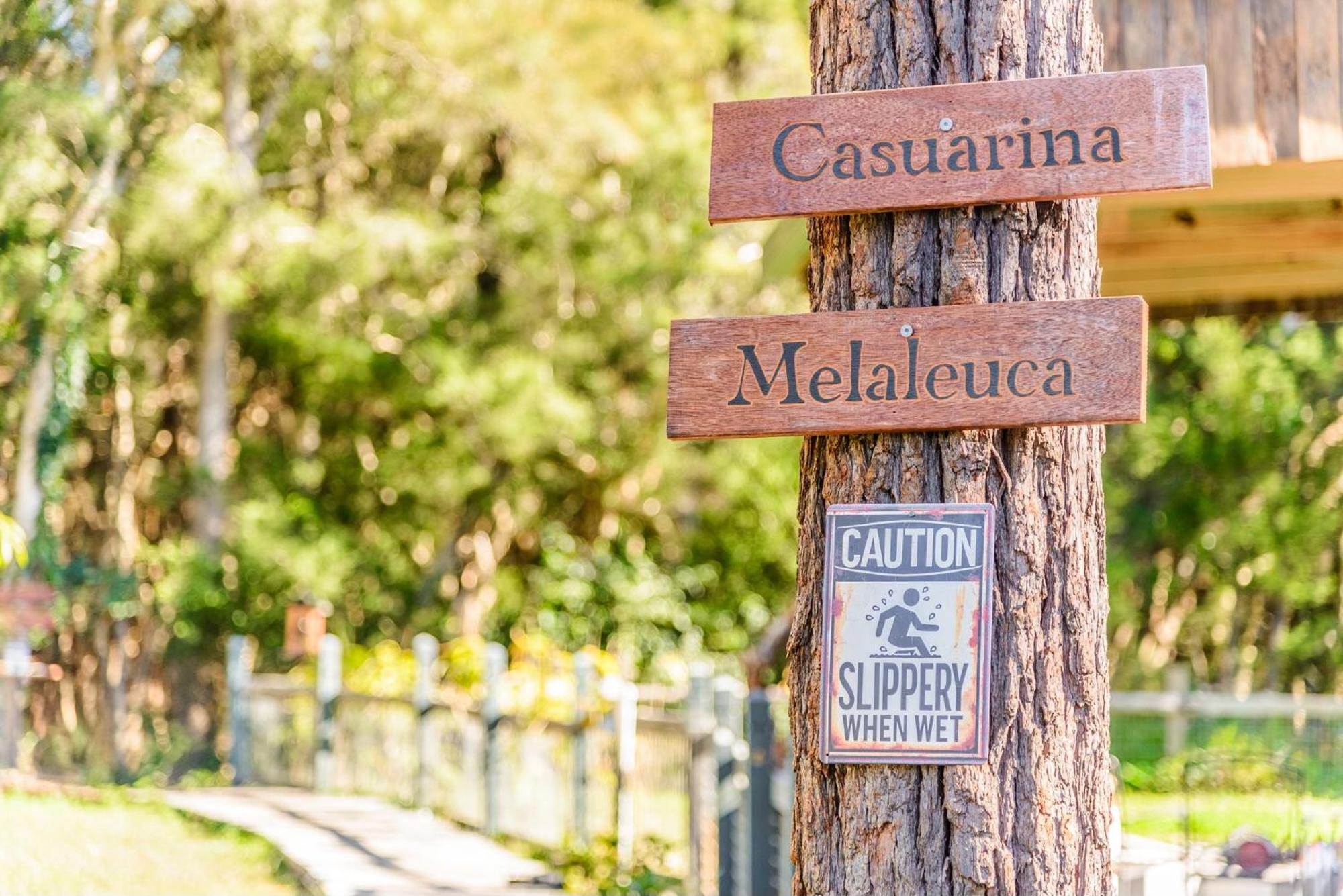 Melaleuca