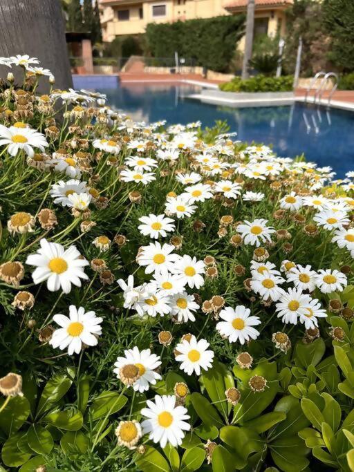 Apartamento en Resort de lujo Isla del Fraile PISCINAS Y JARDINES exuberantes