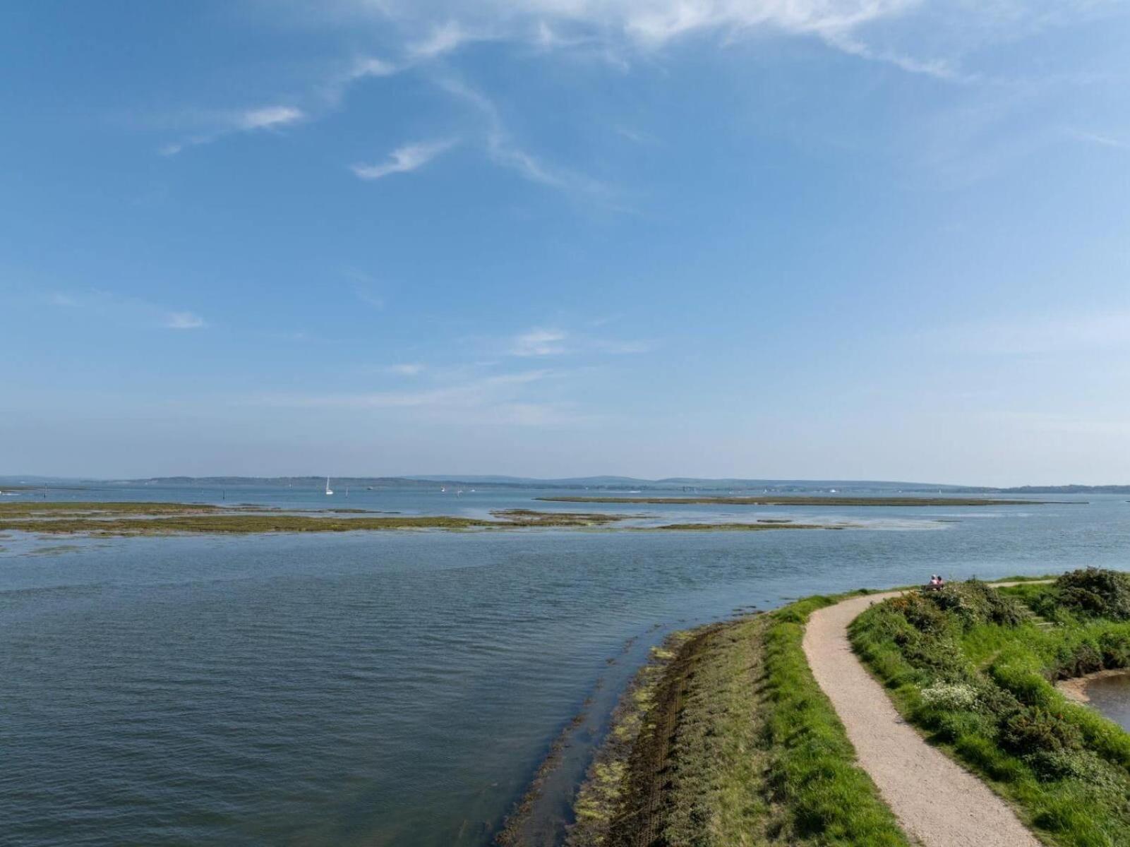 Avocet