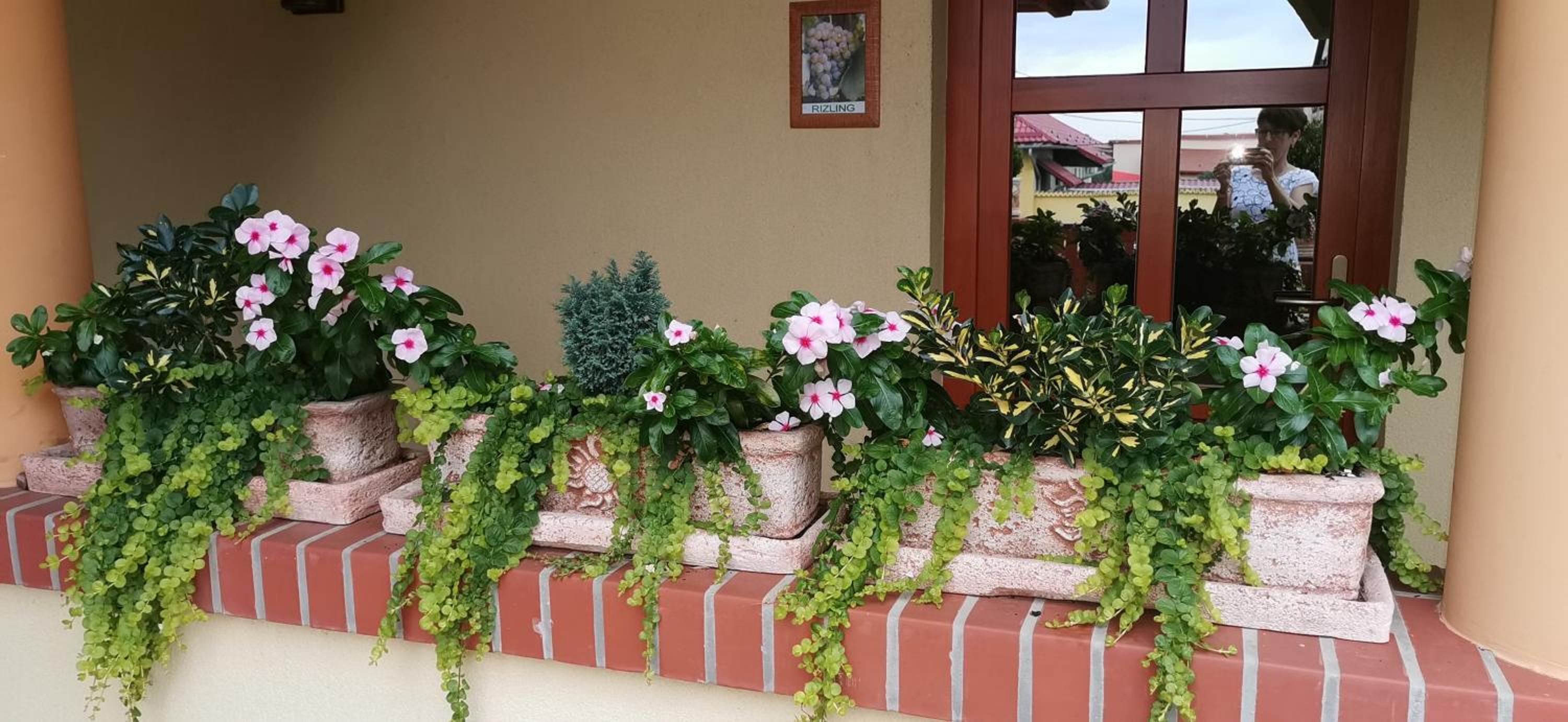 Vitis Vendégház view 5