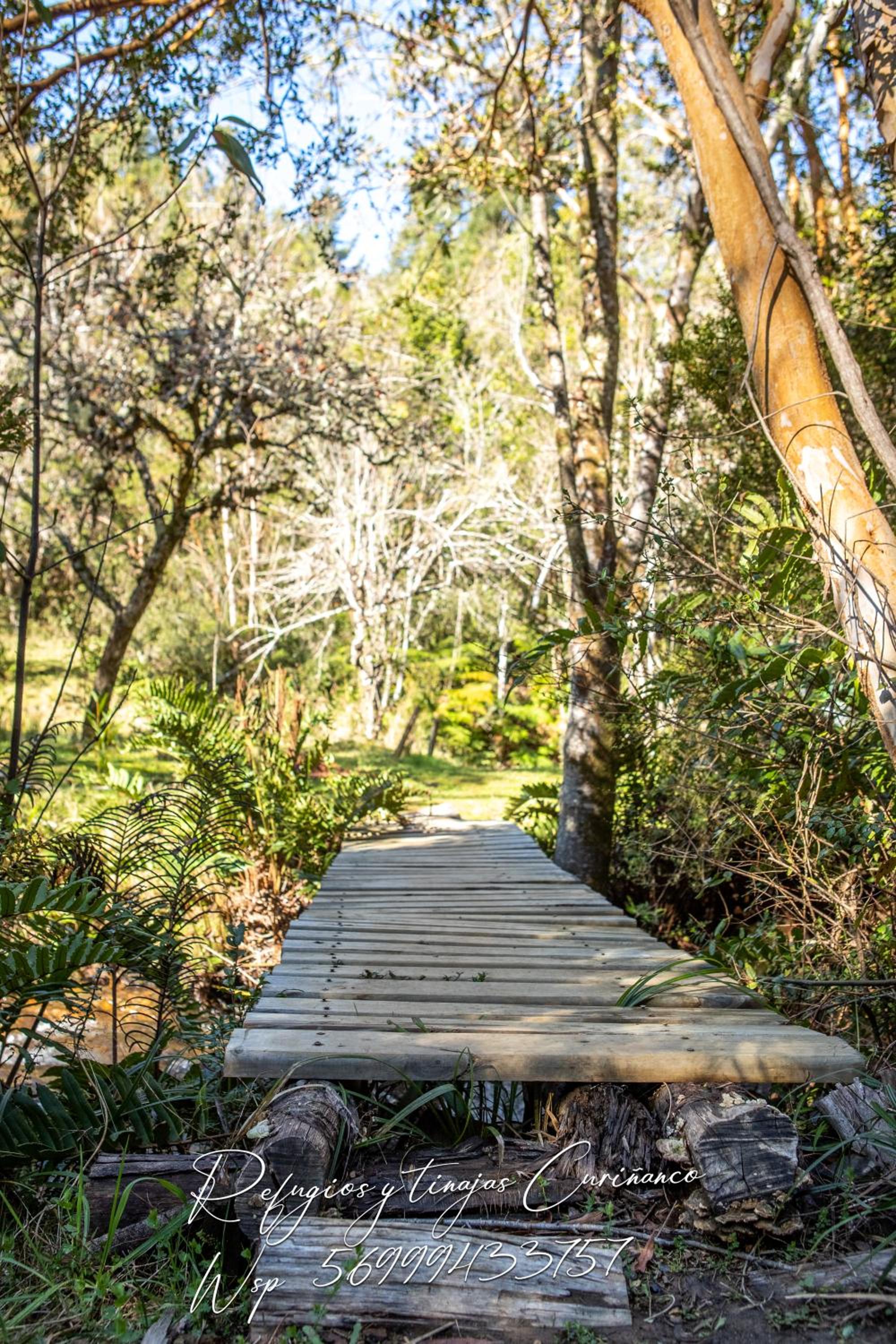 Refugio en Selva Valdiviana