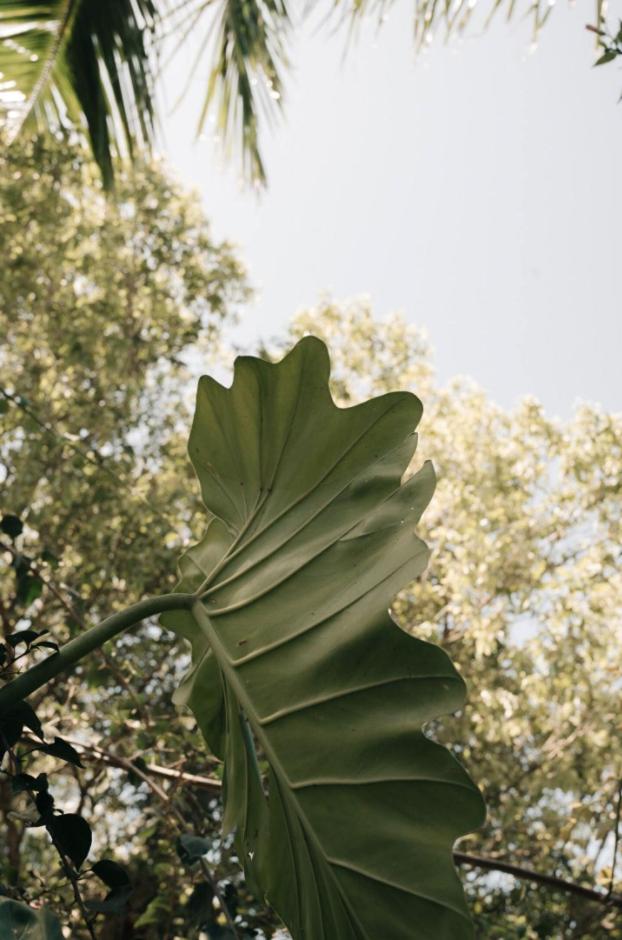 Vila Flor de Jambo