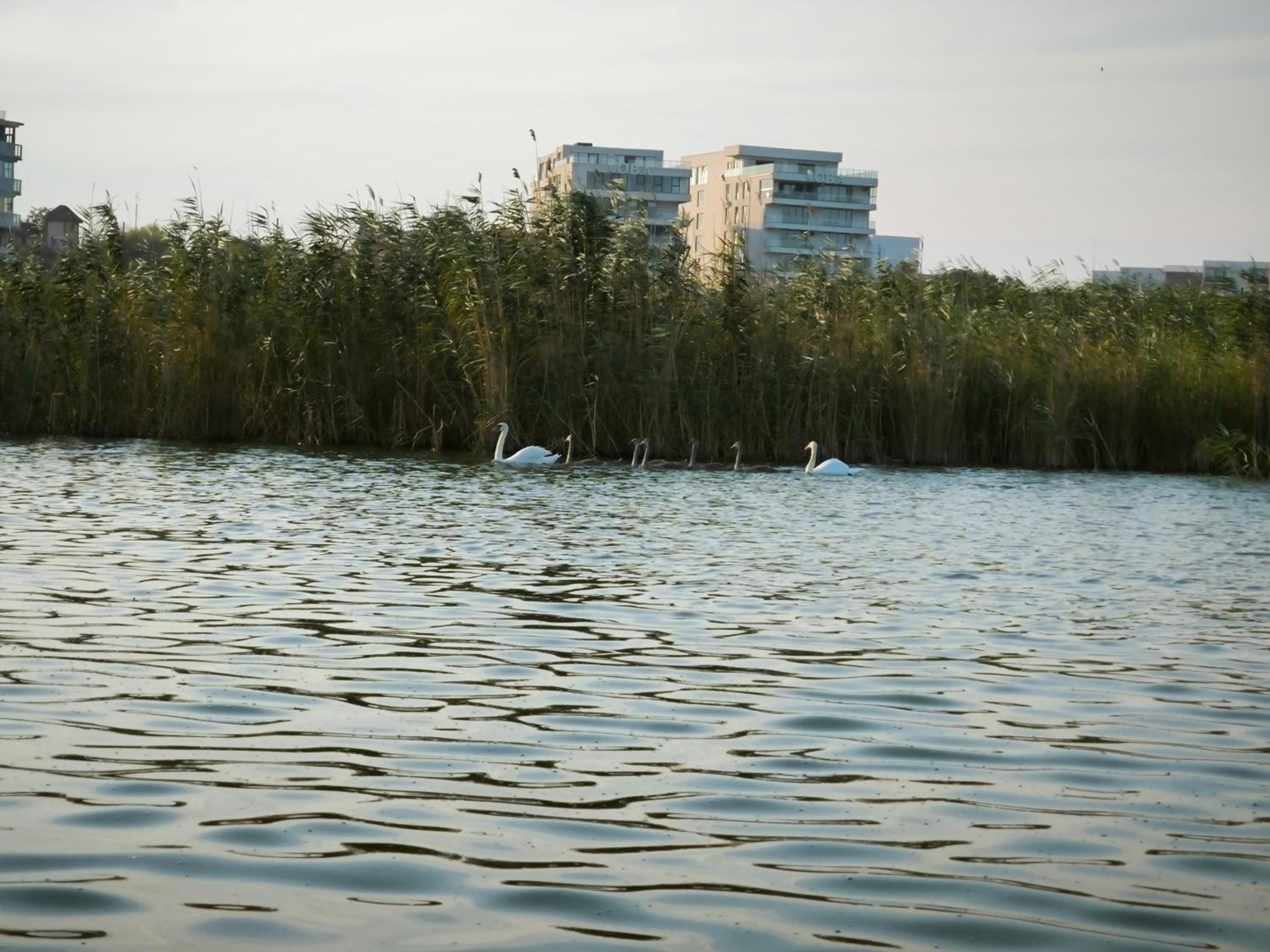 AlmaVille Mamaia