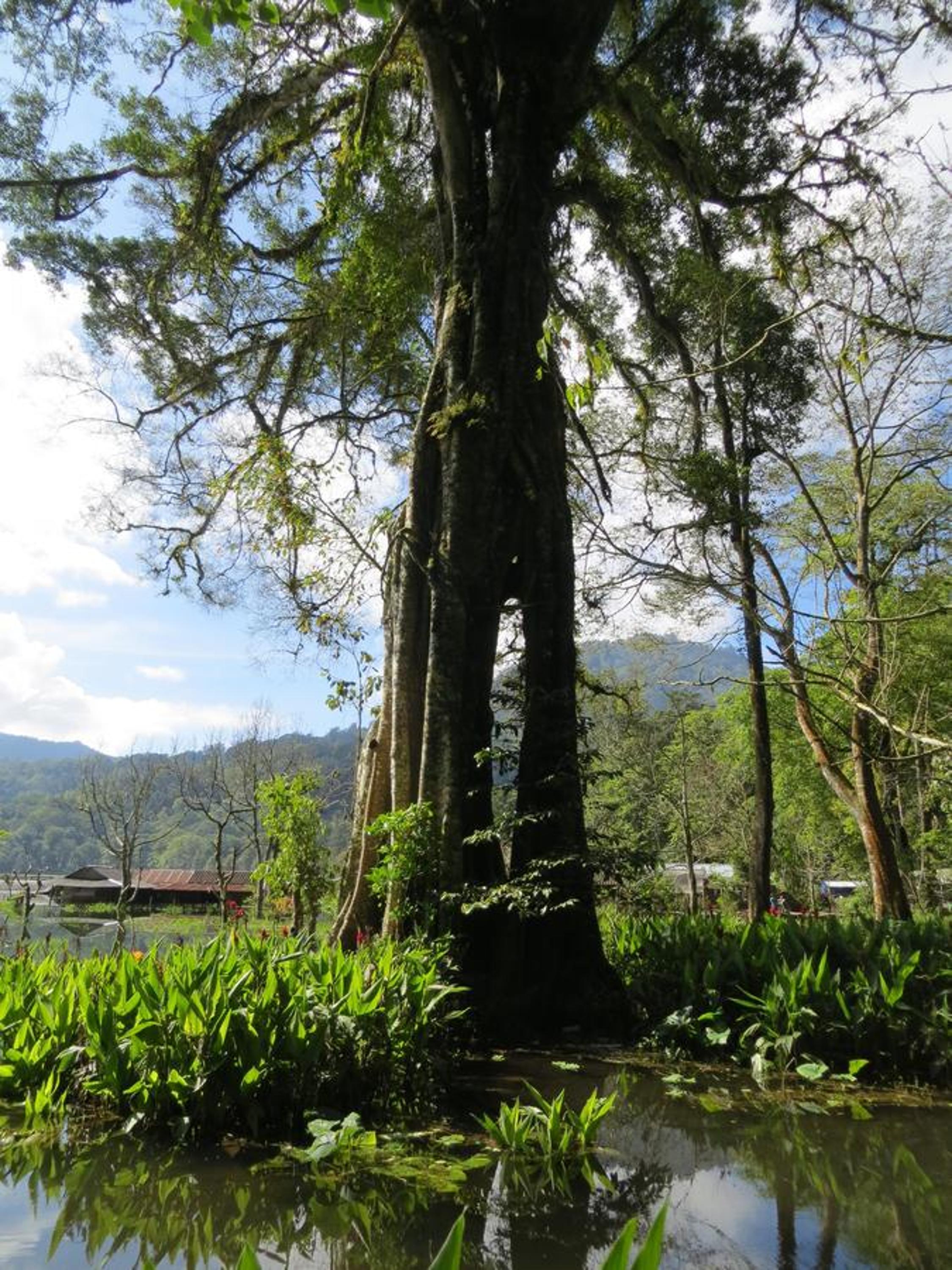 Terrasse du Lac Munduk