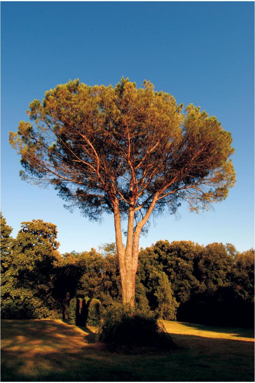 Fattoria Agriturismo Bigongiari