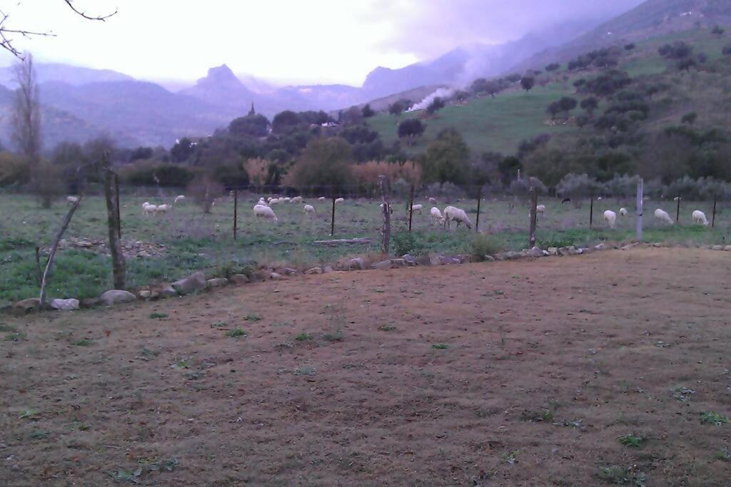 Photo 43