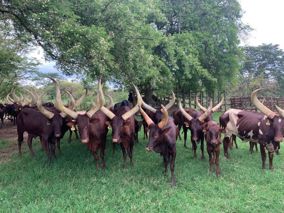 Close to Ziwa Rhino Sanctuary- Butiti Ranch B&B Stay view 2