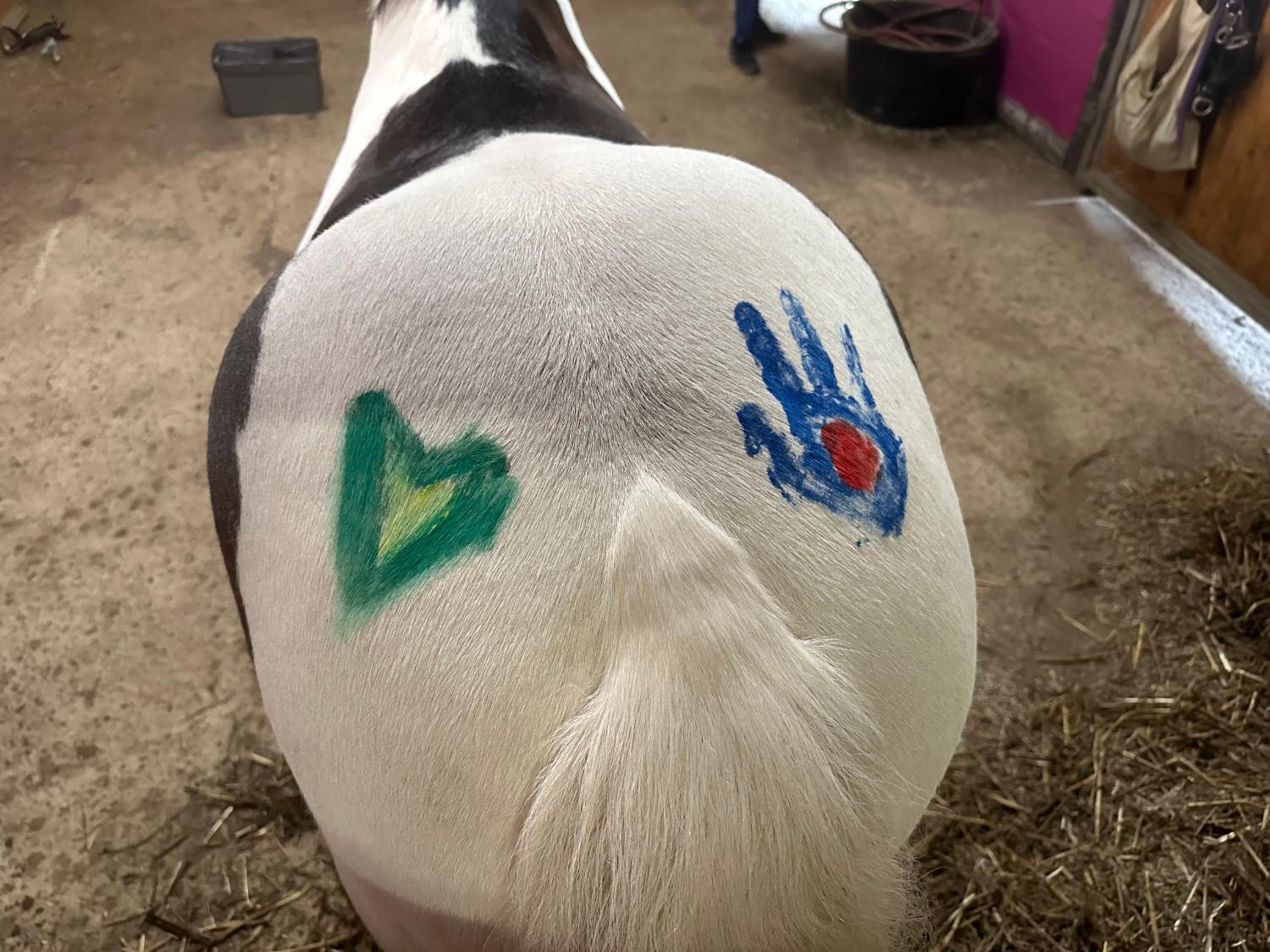 FeWo im Reit- und Ponyparadies Roos