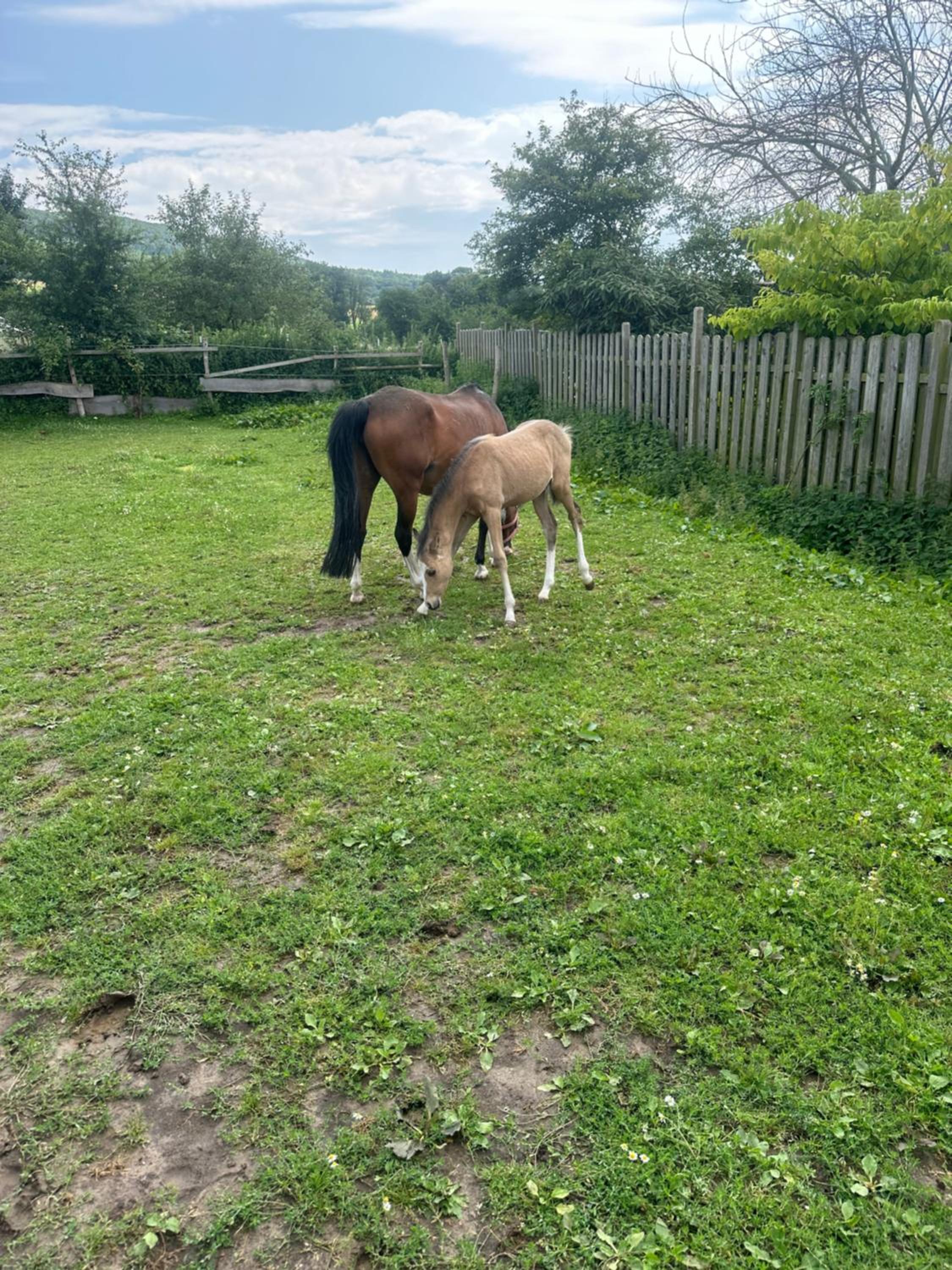 FeWo im Reit- und Ponyparadies Roos