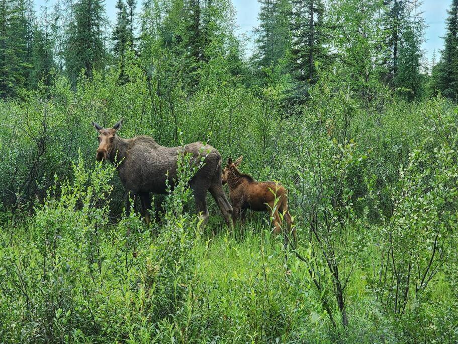 The Meandering Moose - Frontier Village