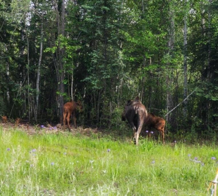 The Meandering Moose - Frontier Village