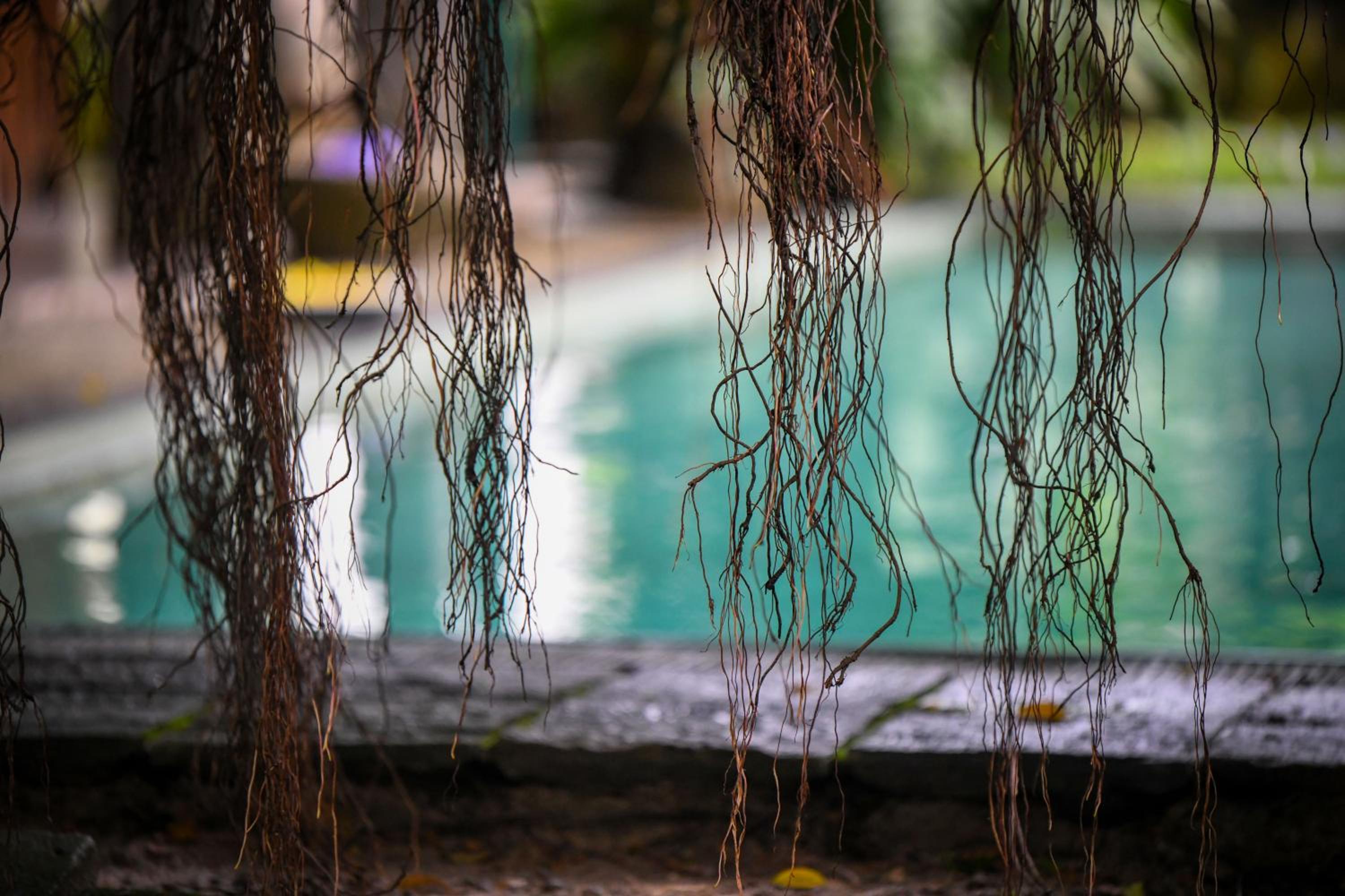 The Fern Cove Villa - Colombo view 5
