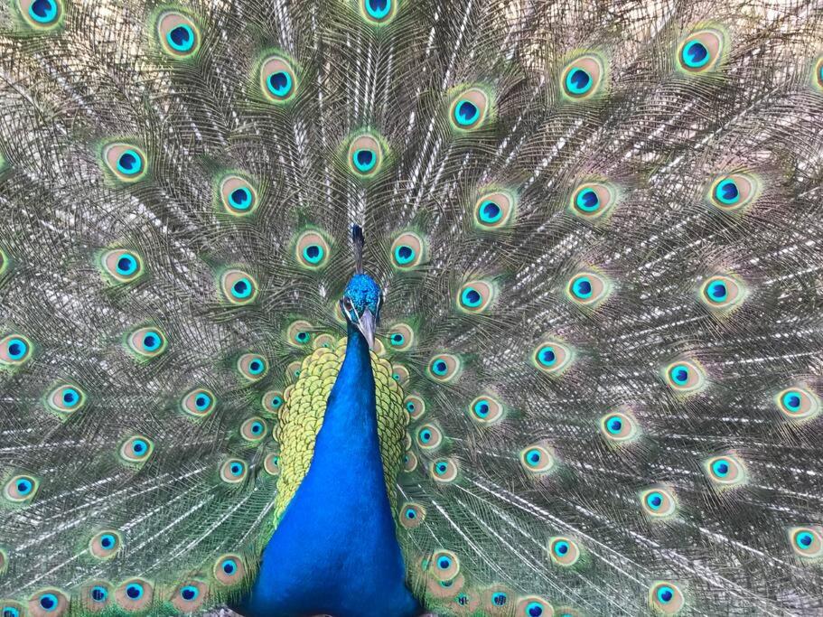 Glenaven Country Escape