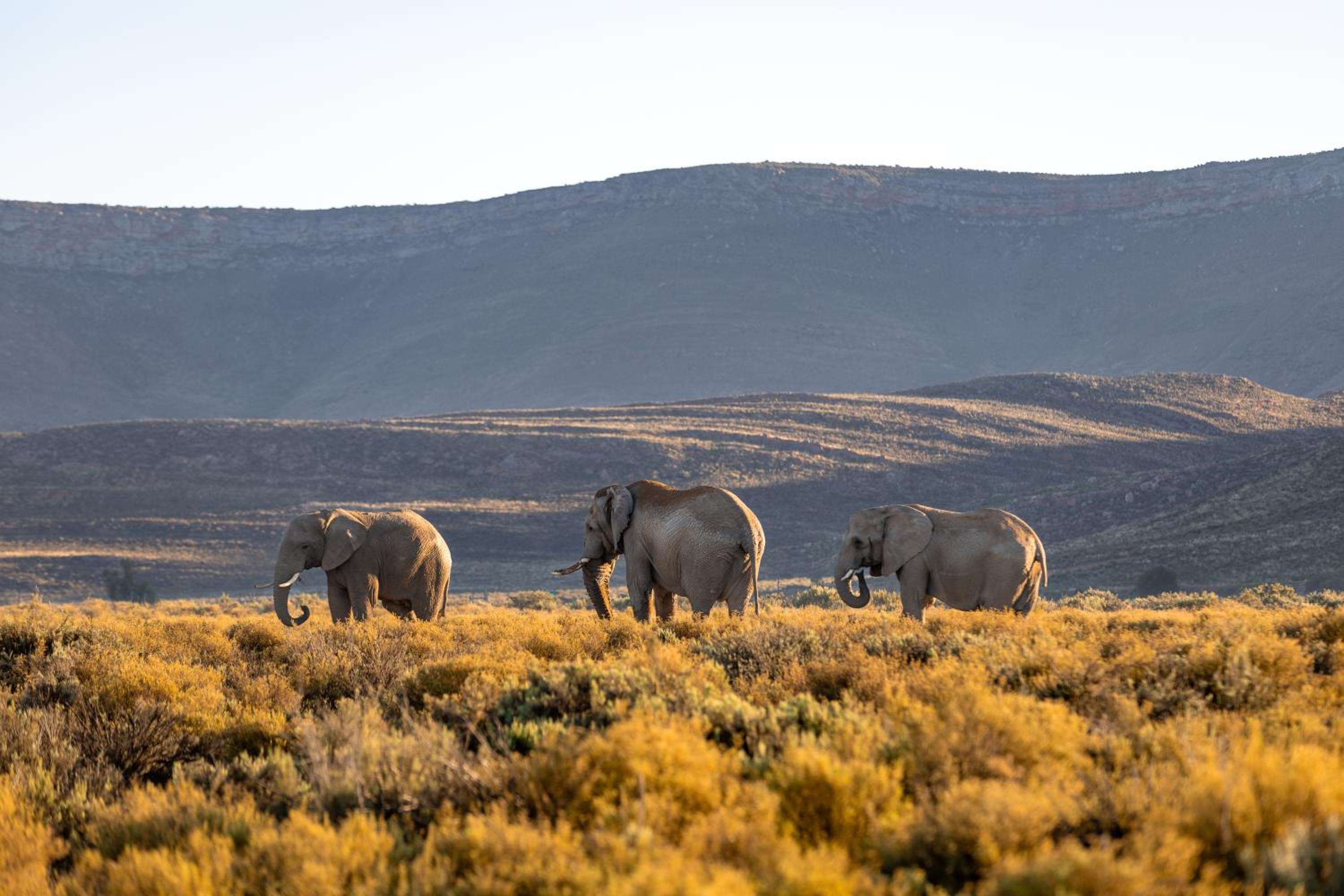Aquila Private Game Reserve & Spa