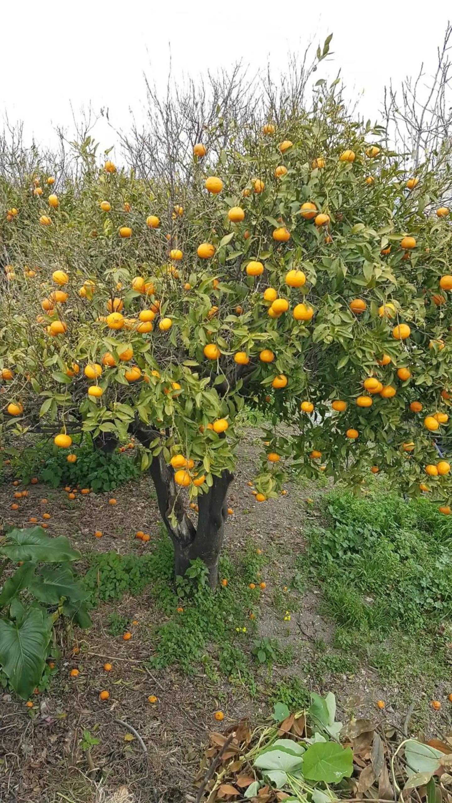 Appartement Anatra photo 5