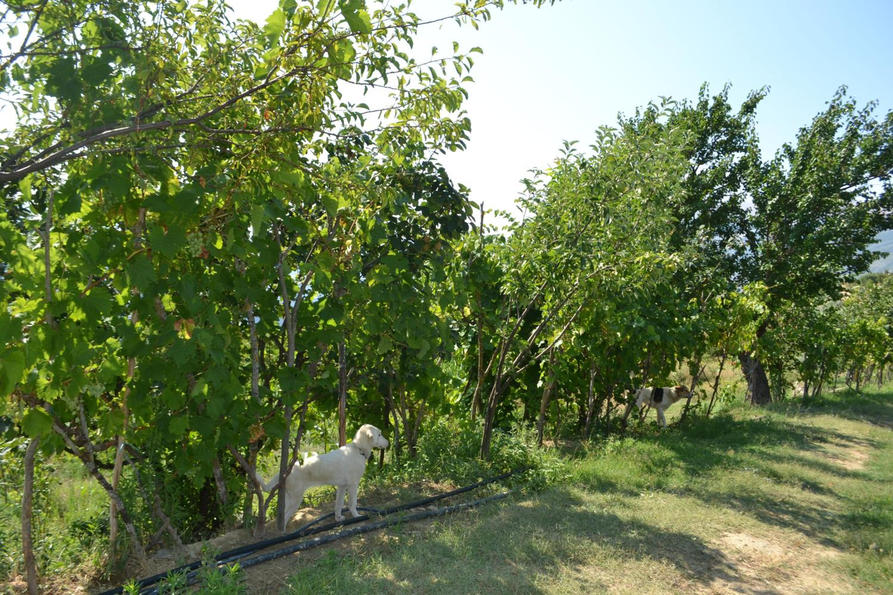 Camping & Guest House Murataj