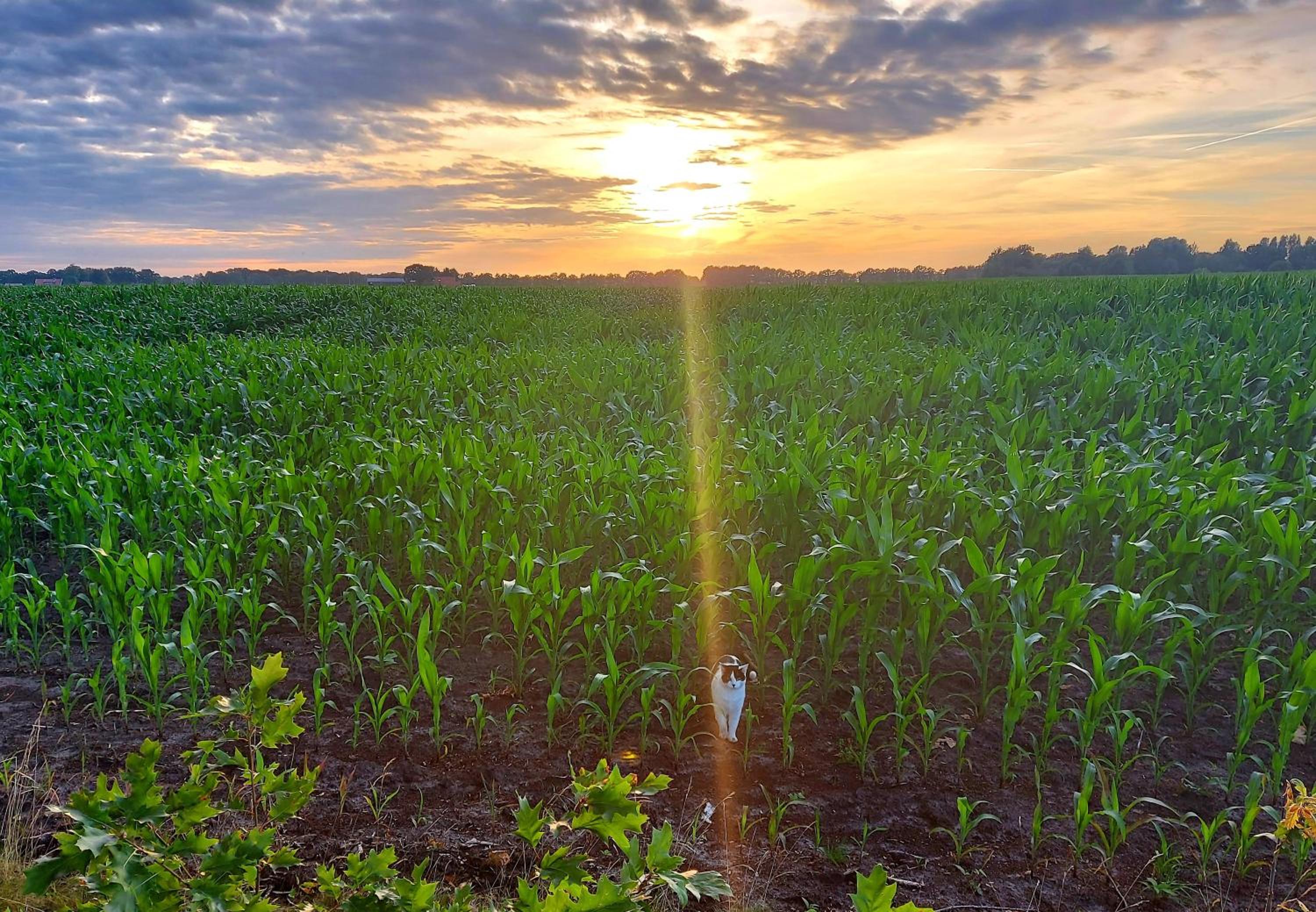 Bed  Brood Morgenrood - Property Image 22