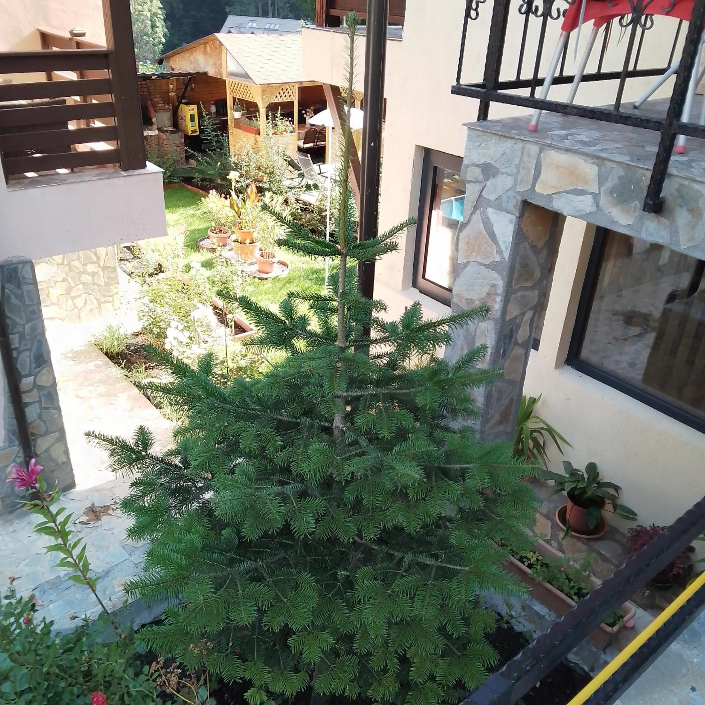 Casa Nicolas Busteni
