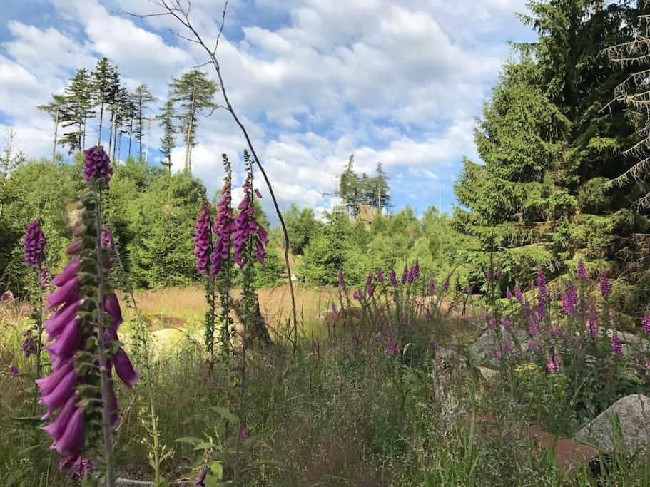 Carlshaus - Luxus Hideaway im Harz view 5