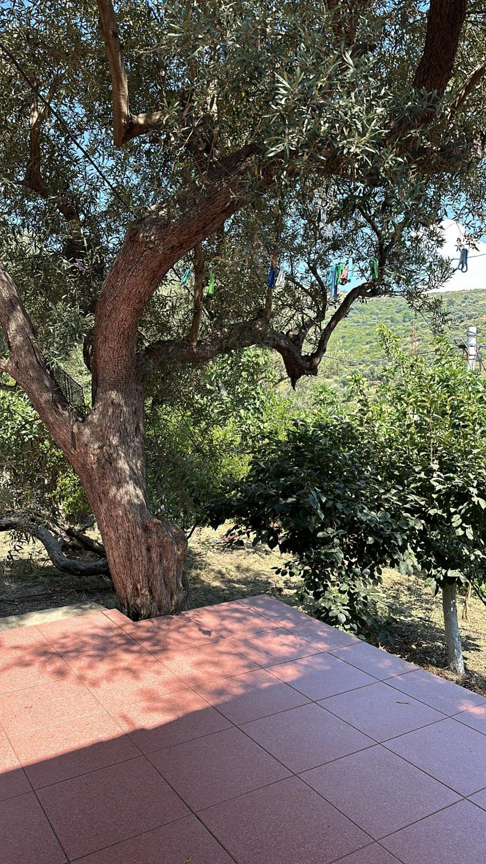 Home & Garden